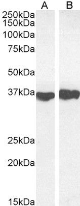 Goat anti-GAPDH (Internal) Antibody