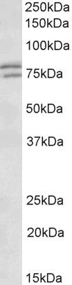 Goat anti-FXR1 Antibody