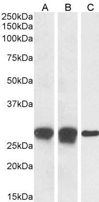 Goat anti-Phorbolin 1 / APOBEC3A Antibody