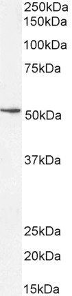 Goat anti-SOX10 Antibody