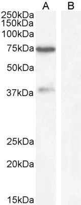 Goat anti-WIZ Antibody