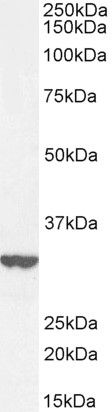 Goat anti-ITM2B Antibody
