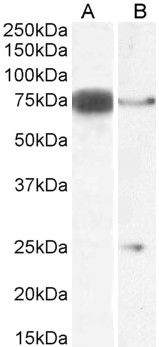 Goat anti-DLL1 Antibody