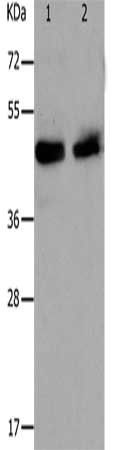 PAWR Antibody
