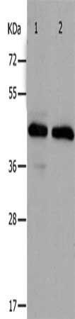 PAWR Antibody