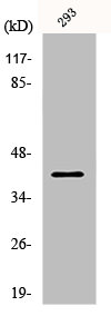 PAWR Antibody