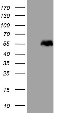 WTAP Antibody