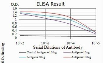 WTAP Antibody