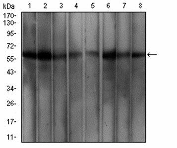 WTAP Antibody