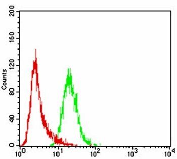 WTAP Antibody