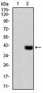 WTAP Antibody