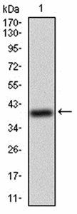 WTAP Antibody