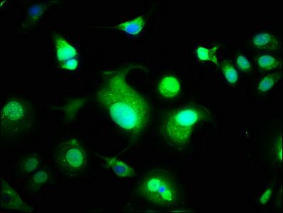 WWOX Antibody