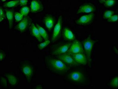 WWOX Antibody
