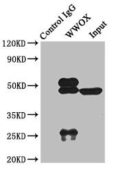 WWOX Antibody