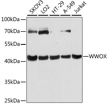 WWOX antibody