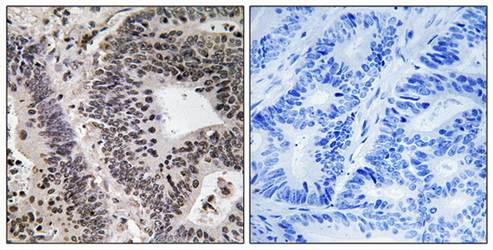 WWOX (phospho-Tyr33) antibody