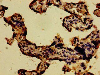 WWOX Antibody