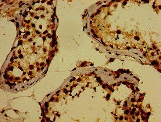 WWOX Antibody