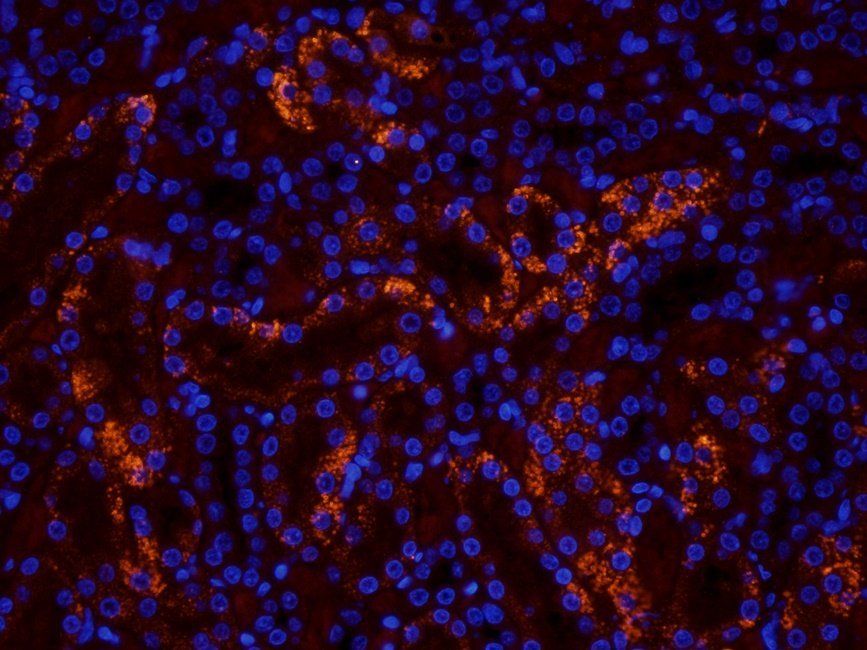 WWTR1 antibody