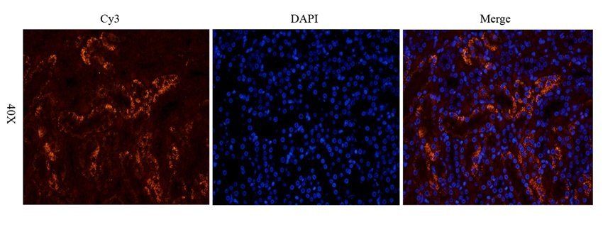 WWTR1 antibody