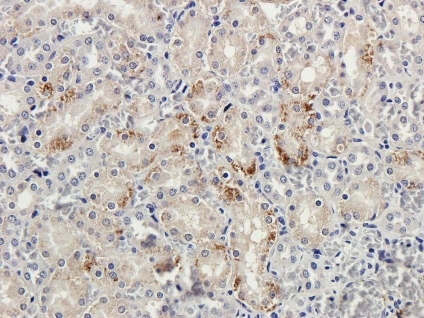 WWTR1 antibody