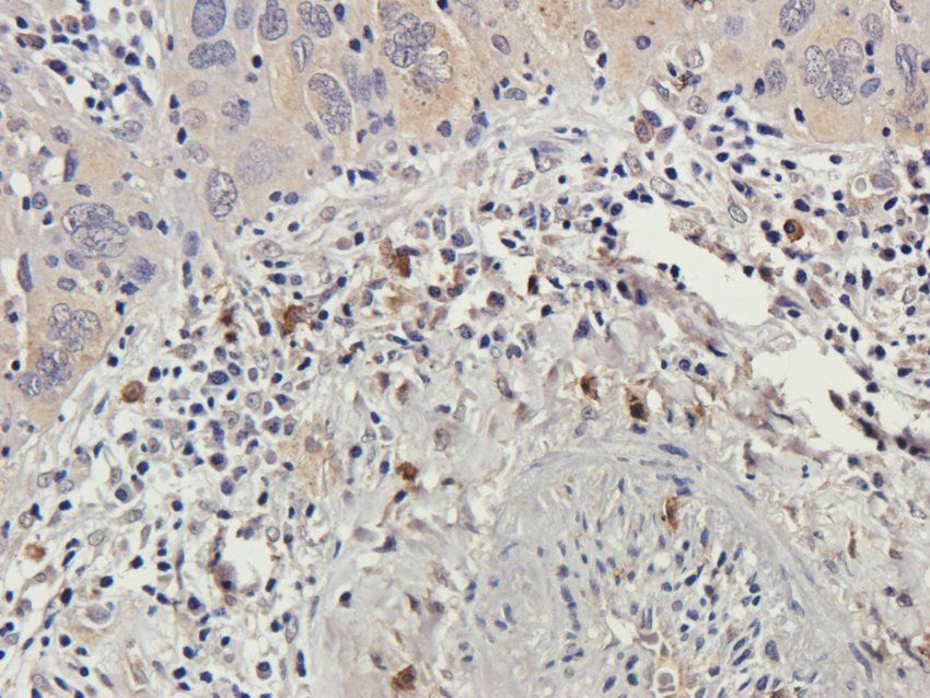 WWTR1 antibody