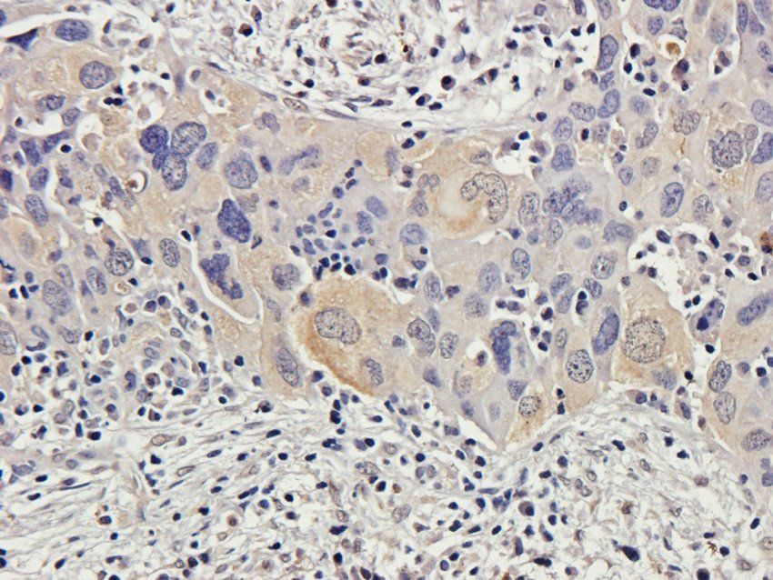 WWTR1 antibody
