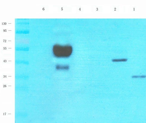 WWTR1 antibody