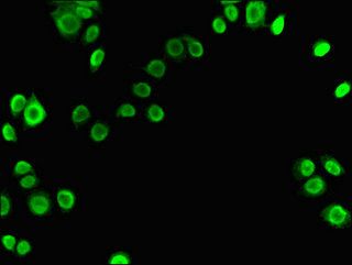 X-ray repair cross-complementing protein 6 antibody