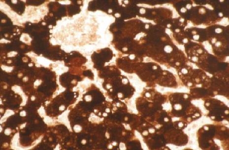 Mouse Human Cytochrome P450 1A2 Antibody