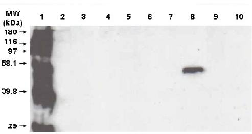 Cytochrome P450 3A5 antibody