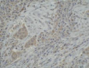 Mouse anti Human Cytochrome P450 3A5