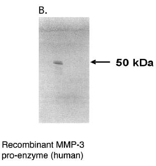 Mouse anti Human Matrix Metalloproteinase 3 (MMP3)