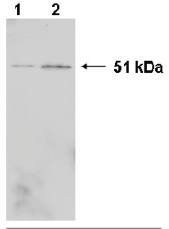 P61978 antibody
