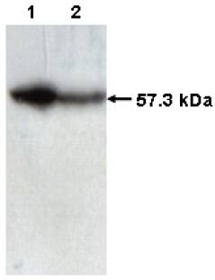 Mouse Human T-Complex Protein 1, subunit Antibody
