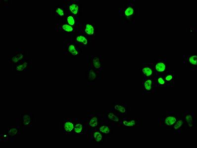 XAB2 antibody