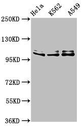 XAB2 antibody