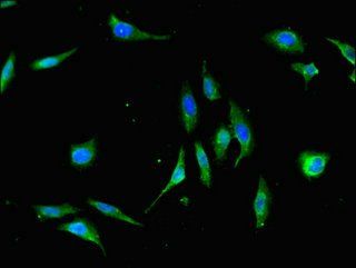 XBP1 Antibody