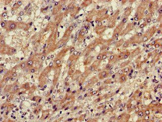 XBP1 Antibody