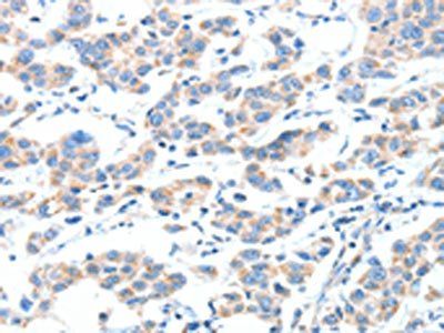 XBP1 Antibody