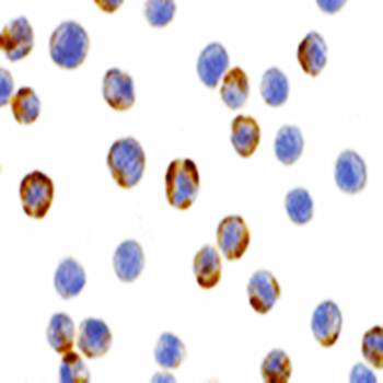 XBP Antibody