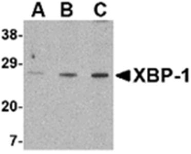 XBP Antibody