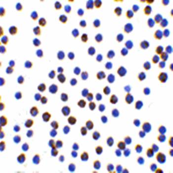 XBP-1 Rabbit Polyclonal Antibody