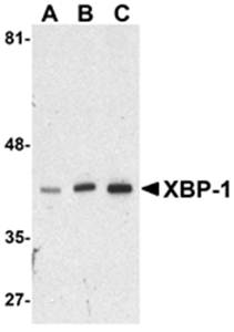 XBP-1 Rabbit Polyclonal Antibody