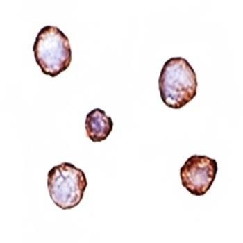 XBP Monoclonal Antibody