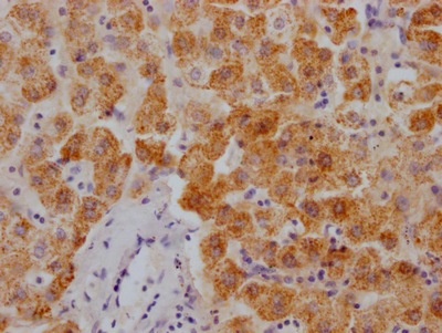 XDH Antibody