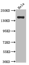 XDH Antibody