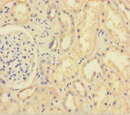 XIAP Antibody