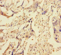 XIAP Antibody